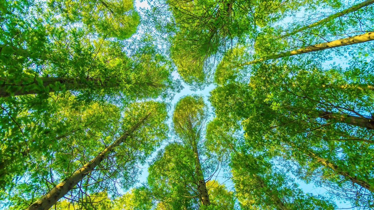 NeutralinMotion's tweet card. La Federación Nacional Empresarial de Alquiler de Vehículos con y sin conductor (Feneval) ha celebrado que, tras la aprobación este