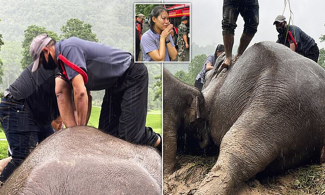 helpanelephant's tweet card. This is the awe-inspiring moment a team of vets were filmed leaping up and down on a mother elephant to save her life in front of her one-year-old daughter in central Thailand yesterday