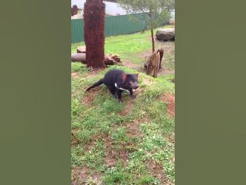 McCarthyRobyn's tweet card. Tasmanian Devil