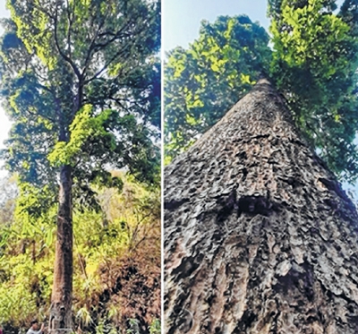 Lab_CGIFT's tweet card. Yengkhom DevajitIn 2021, we met with a striking realization that efforts are needed for conservation and mass propagation of the State tree of Manipur, Uningthou, which had been rare in sightings....