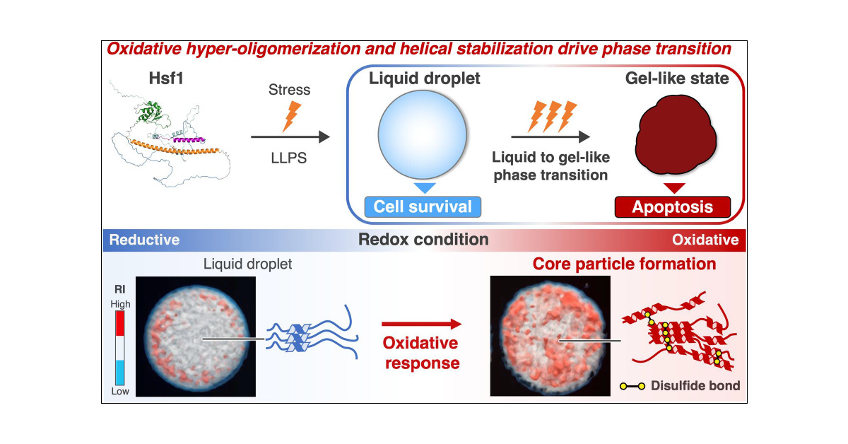 molcyb_PR's tweet card. Heat shock factor 1 (Hsf1), a hub protein in the stress response and cell fate decisions, senses the strength, type, and duration of stress to balance cell survival and death through an unknown...