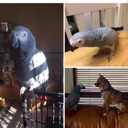 Tweet card summary image