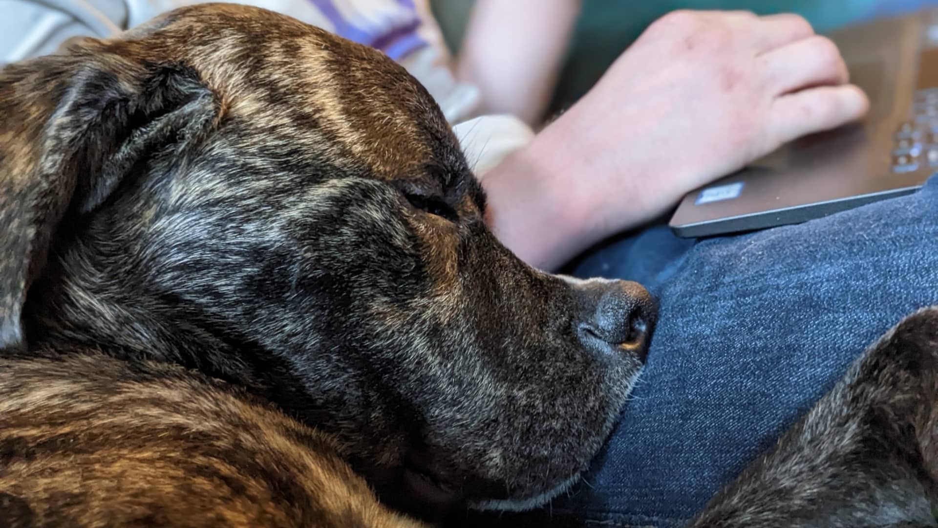 c_albertdeitch's tweet card. I spent years saving up for a dog in New York and was still surprised by how much it cost beyond the adoption fee. Here's what I did — and didn't — see coming.