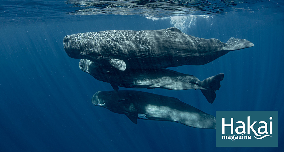hakaimagazine's tweet card. An ambitious project is attempting to interpret sperm whale clicks with artificial intelligence, then talk back to them.