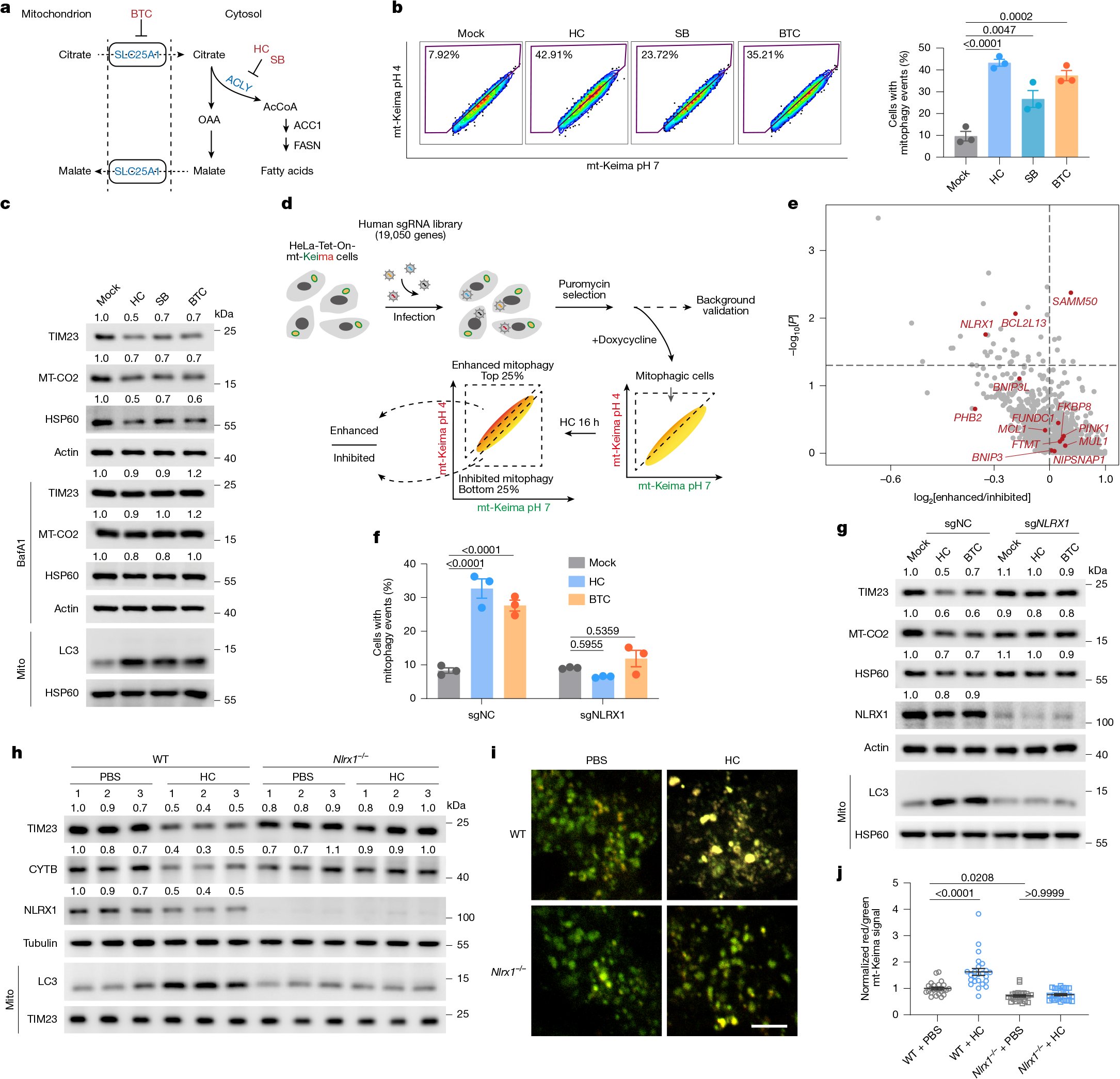 Pluchinolab's tweet card. Nature - Acetyl-coenzyme A functions as a non-canonical signal to trigger mitophagy, and the acetyl-coenzyme A–NLRX1 axis underlies the KRAS-inhibitor-induced mitophagy response and promotes...