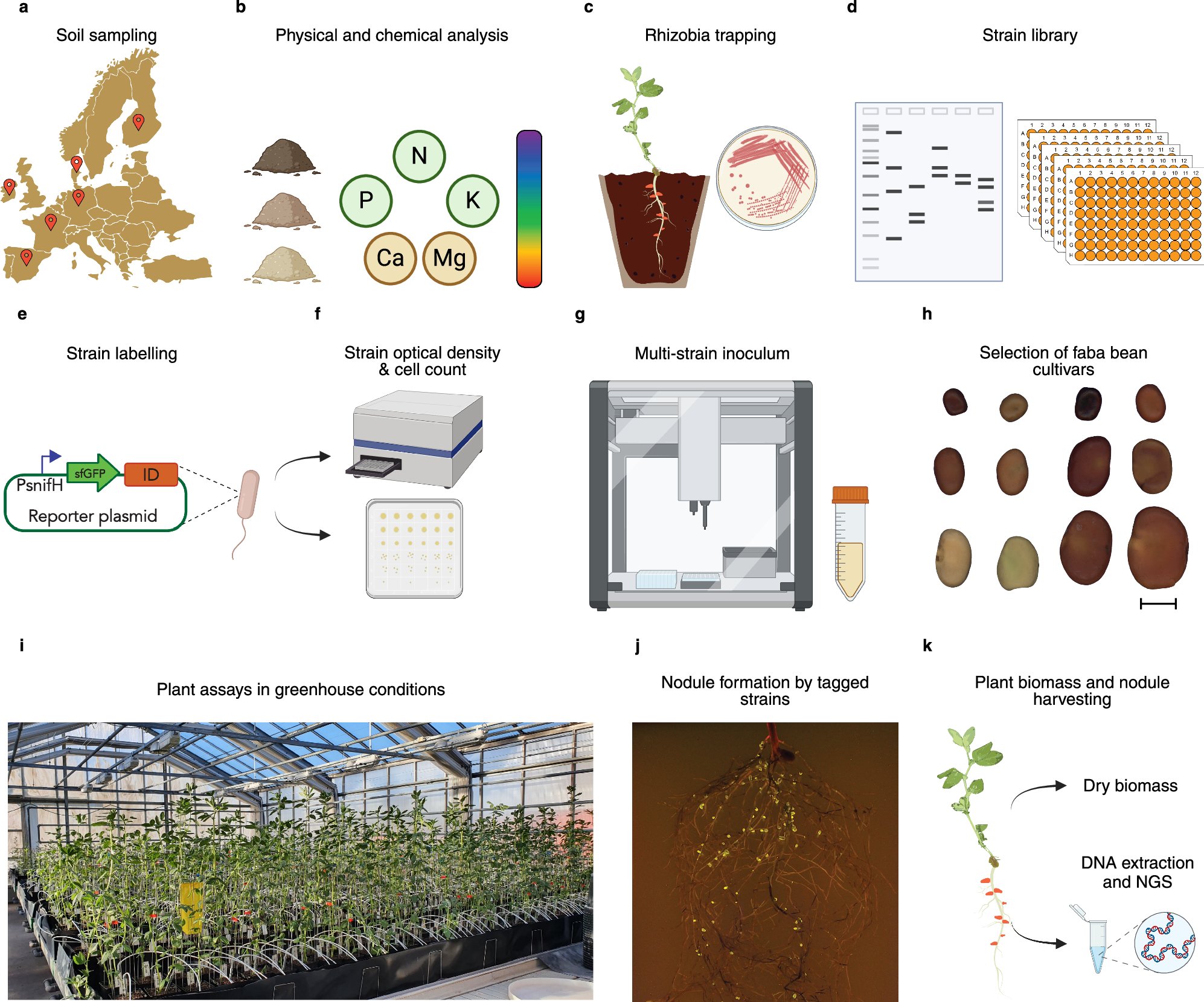 NatureComms's tweet card. Nature Communications - Optimising plant-rhizobium interactions can enhance nitrogen fixation, improving sustainability in agriculture. This study identified four groups of faba bean symbionts that...