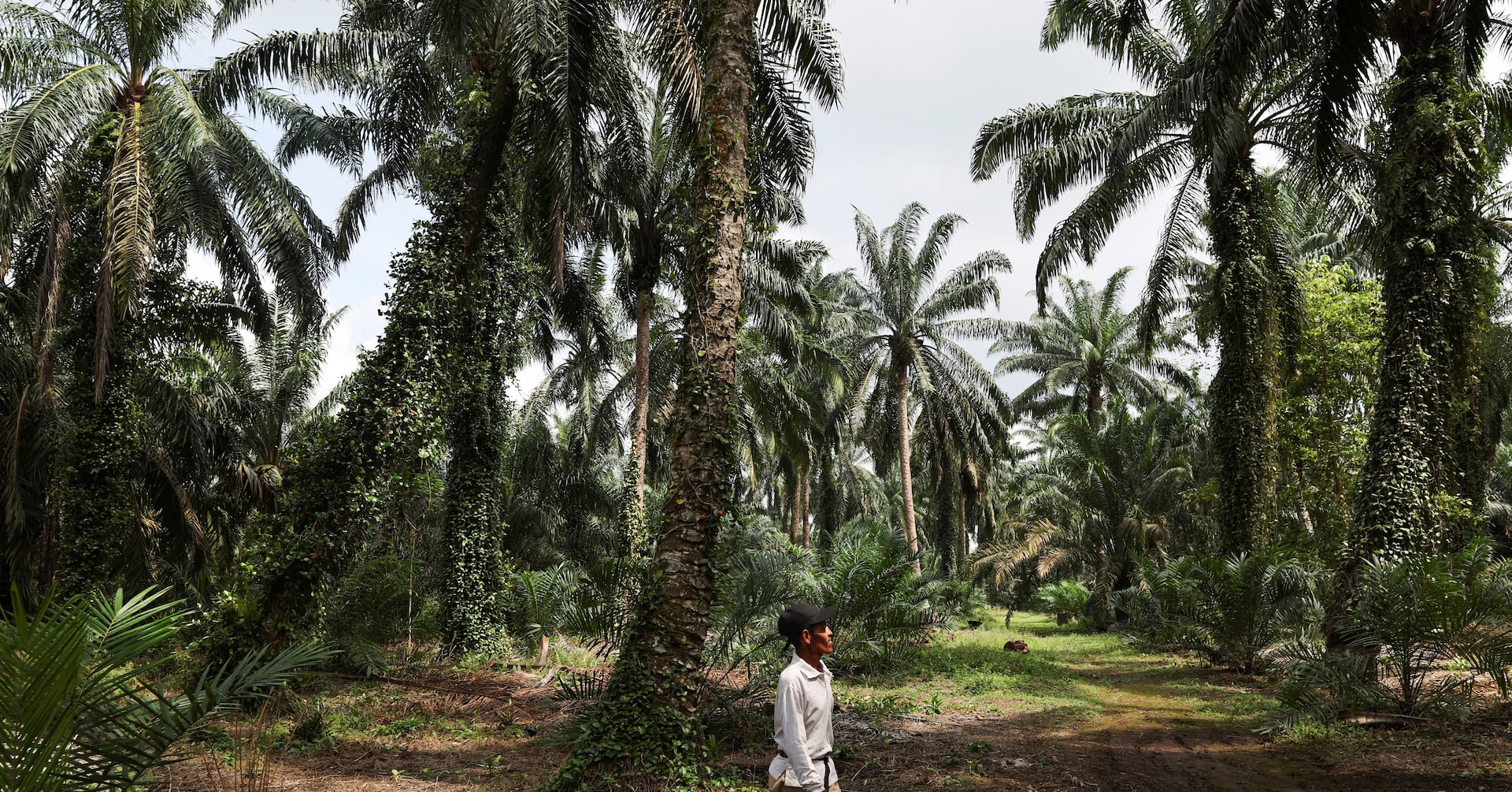 bashindo's tweet card. Malaysian farmer Suratmen Mosman faces a dilemma that threatens to sap supply from the world's top palm oil exporters and drive up prices of the vegetable oil essential to billions of consumers...