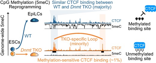 maxvcg's tweet card. Abstract. During mammalian embryogenesis, both the 5-cytosine DNA methylation (5meC) landscape and three dimensional (3D) chromatin architecture are profou