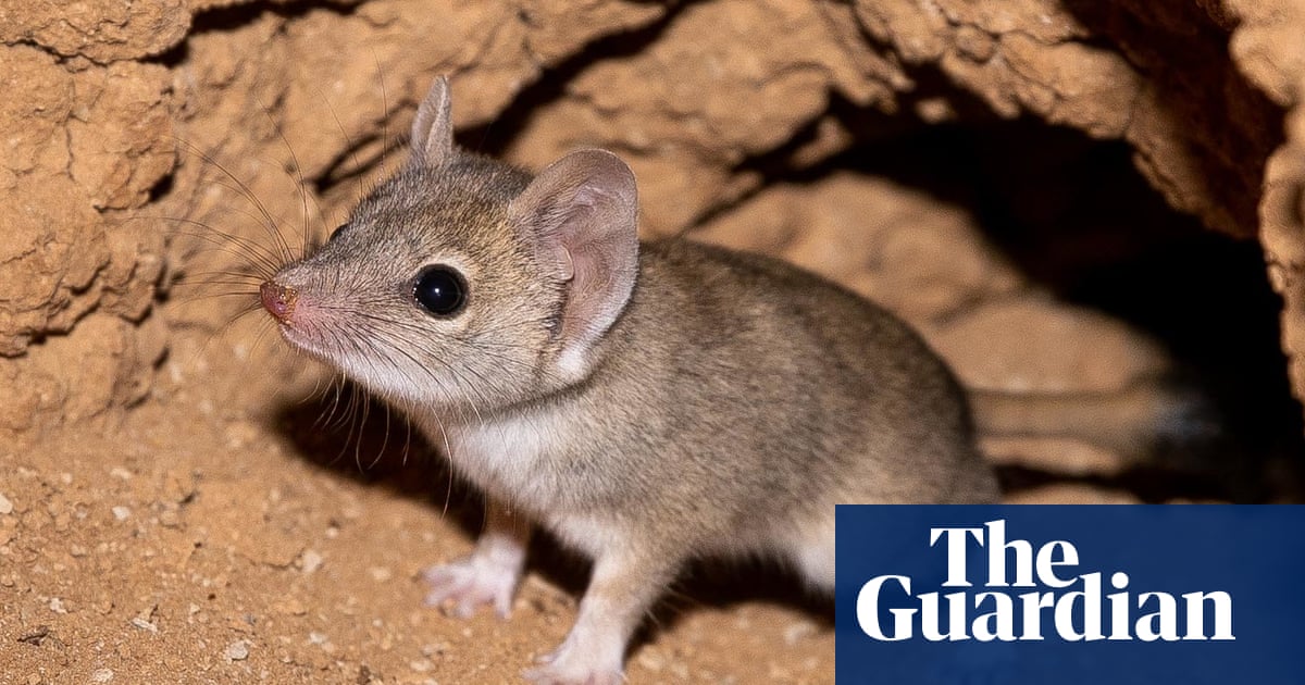 digicologies's tweet card. The monitoring program by Australian Wildlife Conservancy aims to show conservation and cattle grazing can coexist if properly managed