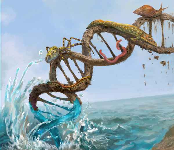 CRCpaleos's tweet card. Encuentran sorprendentes paralelismos genéticos en los distintos viajes de los animales desde el agua hasta la tierra