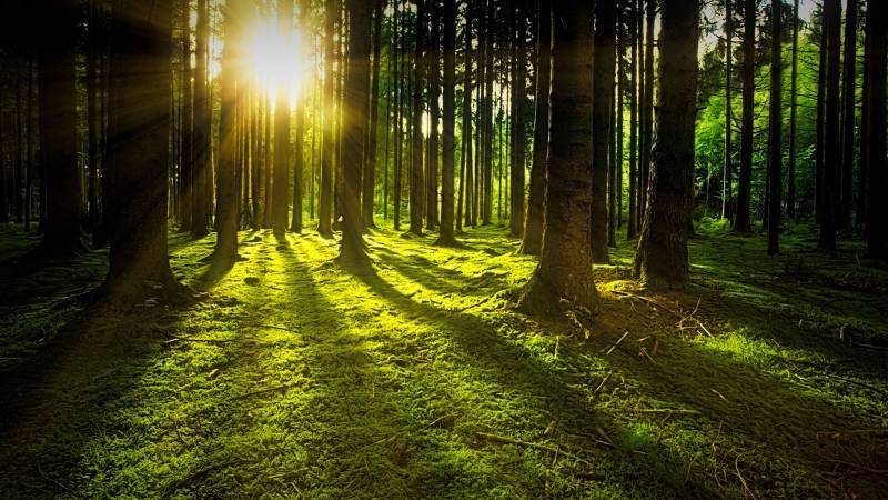 TFT_'s tweet card. The 24th SCA Conference in Islamabad united Asian scientists to discuss food security, biodiversity, and sustainable, climate-resilient solutions