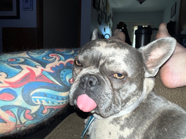 OneToadPhoto's tweet card. By Reggie, Professional Blanket Lump I don’t know what the cats are always complaining about. This place is great. Warm blankets. Snacks. Humans who don’t move nearly enough when I’m trying to nap …