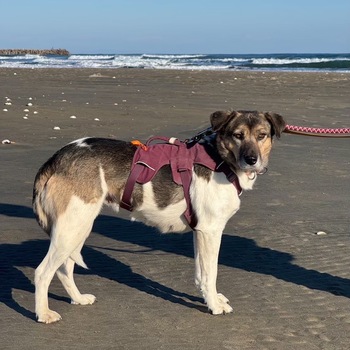 inu_maigo's tweet card. とても臆病なため犬のなので見かけた際は名前を呼んだり追いかけたりはせず、下記まですぐに連絡を下さい。 可能であれば動画や写真を撮って頂けると助かります。 080-6795-0103 又は、080-1018-4655 ご連絡の際は以下の内容を教えて頂けると助かります。 ①日時 ②場所 ③向かった方角 ④様子（歩いていた、走っていた、爆走していた、座っていた、寝ていた、足を引きずっていた等)...