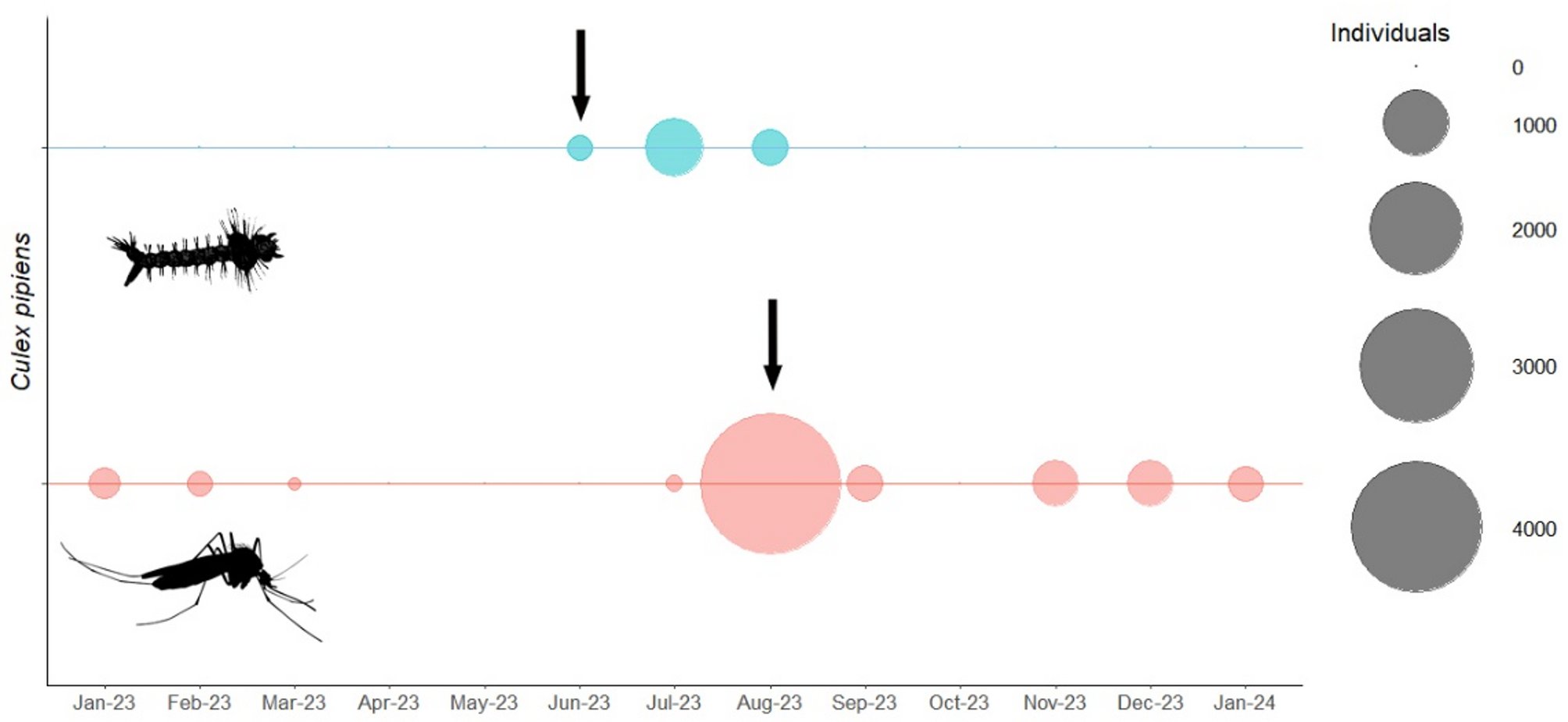 VB_RADAR's tweet card. Scientific Reports - Vertical transmission in field-caught mosquitoes identifies a mechanism for the establishment of Usutu virus in a temperate country