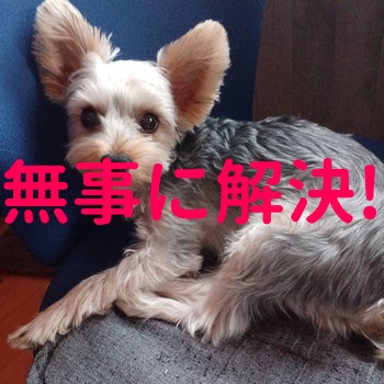 inu_maigo's tweet card. この度はご対応いただきありがとうございました。昨晩、無事に自力で帰宅いたしました。拡散や多くのご協力に心より感謝申し上げます。