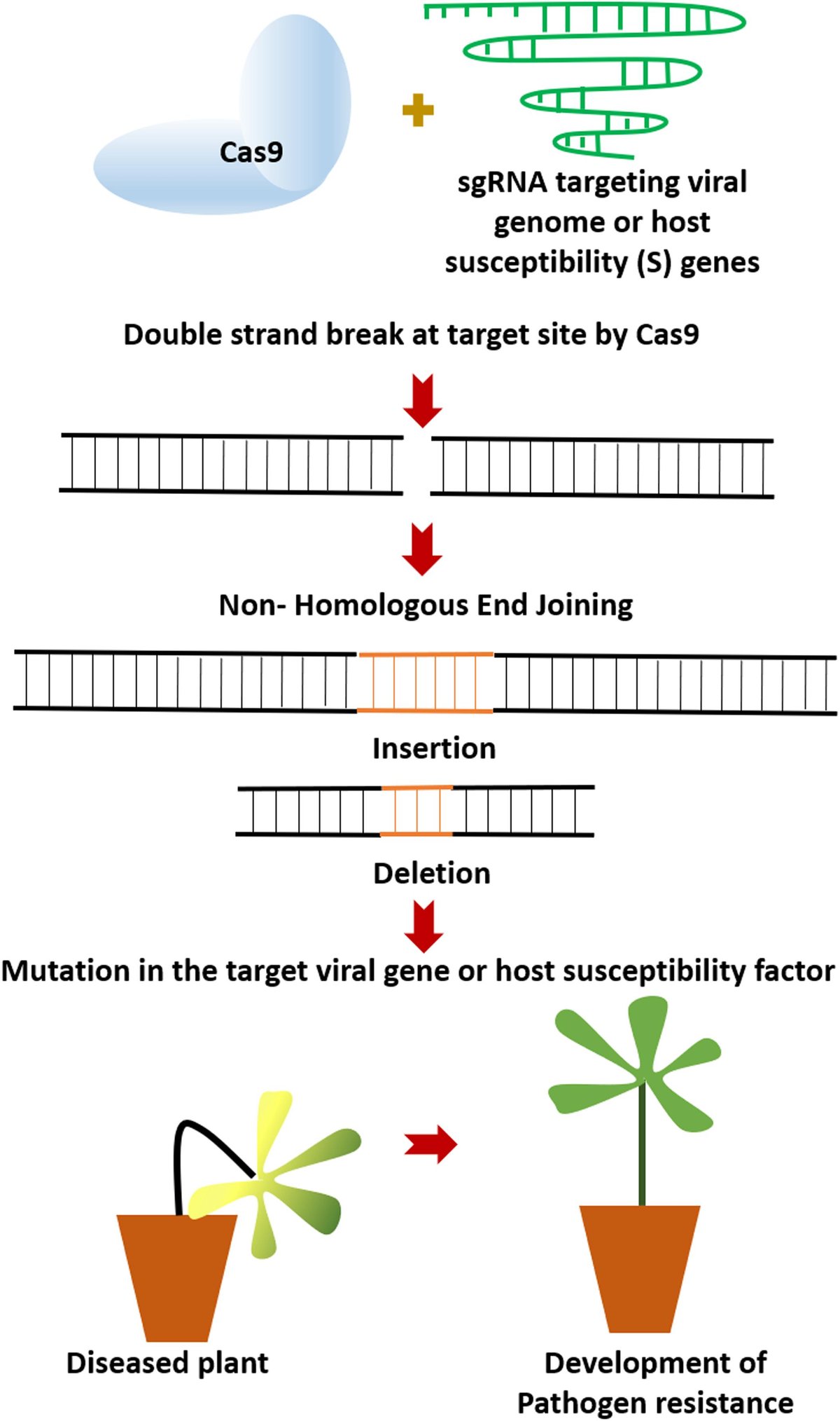 FrontPlantSci's tweet card. Plant pathogens like virus, bacteria and fungi incur a huge loss of global productivity. Targeting the dominant R gene resulted in the evolution of resistanc...