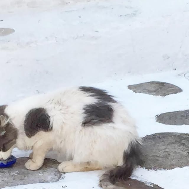 PoolsideStyle's tweet card. Poolside Style (@poolsidestyle) • Instagram photo