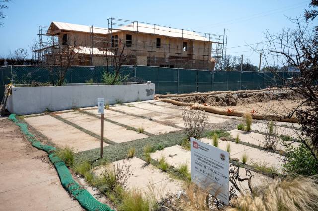 Susan_Shelley's tweet card. They weren’t dense before.