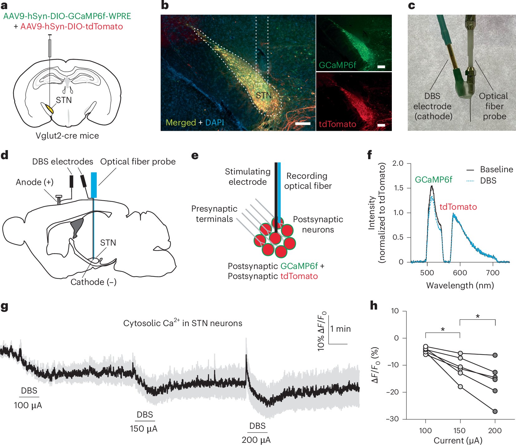 thebraindriver's tweet card. Nature Neuroscience - The authors show that deep brain stimulation (DBS) inhibits local neural activity via differential suppression of glutamate and GABA release, and they developed a chemogenetic...