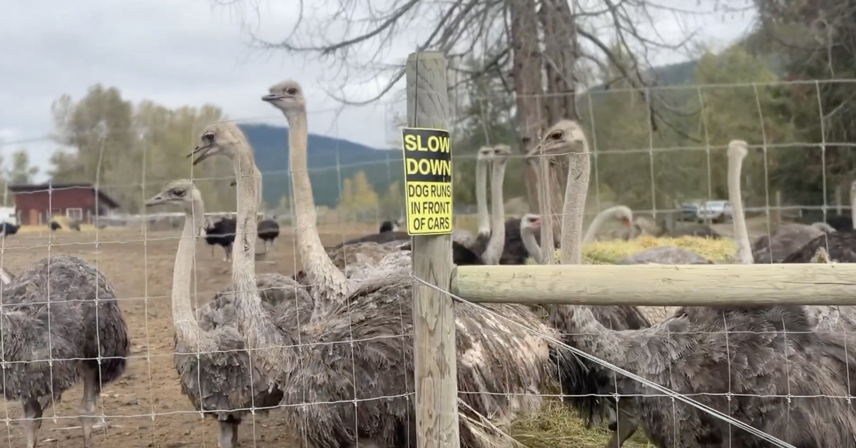 david_protector's tweet card. Celebration has erupted at Universal Ostrich Farms after the Federal Court reportedly granted a stay on the execution of the flock.