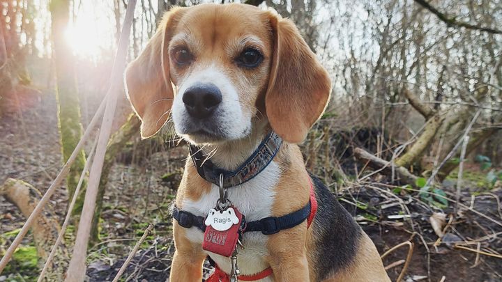 AIWS6's tweet card. Hi, my name is Fátima and I have created this fundraising campaign to help out my… Fátima Pereira needs your support for Support for Ragis veterinary expenses