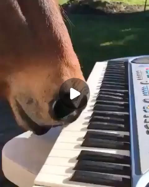 nawidorokzai's tweet card. Nawid Orokzai (@nawidorokzai) • Instagram video