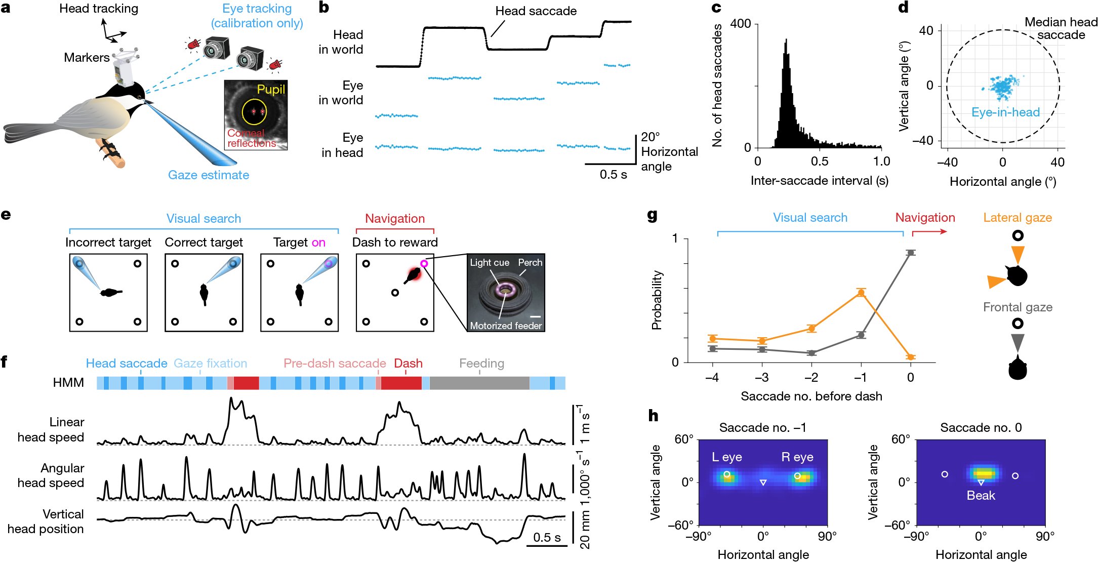 JulioMTNeuro's tweet card. Nature - Place cells in the chickadee hippocampus coherently represent locations in space, whether physically visited or viewed, enabling spatial reasoning at a distance through a unified process...