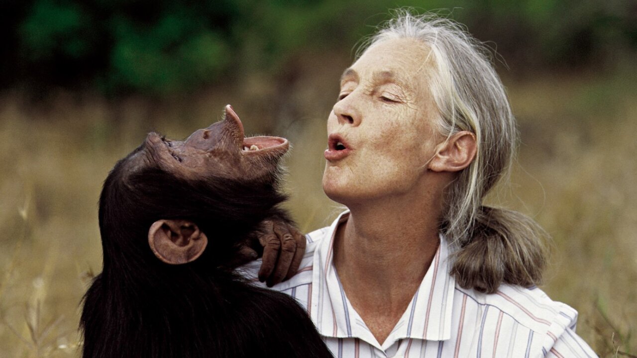 elprogreso_Lugo's tweet card. Cuando Jane Goodall vio a un chimpancé utilizar un palo para atrapar hormigas pensó que había que cambiar la definición de inteligencia o bien admitir que los c