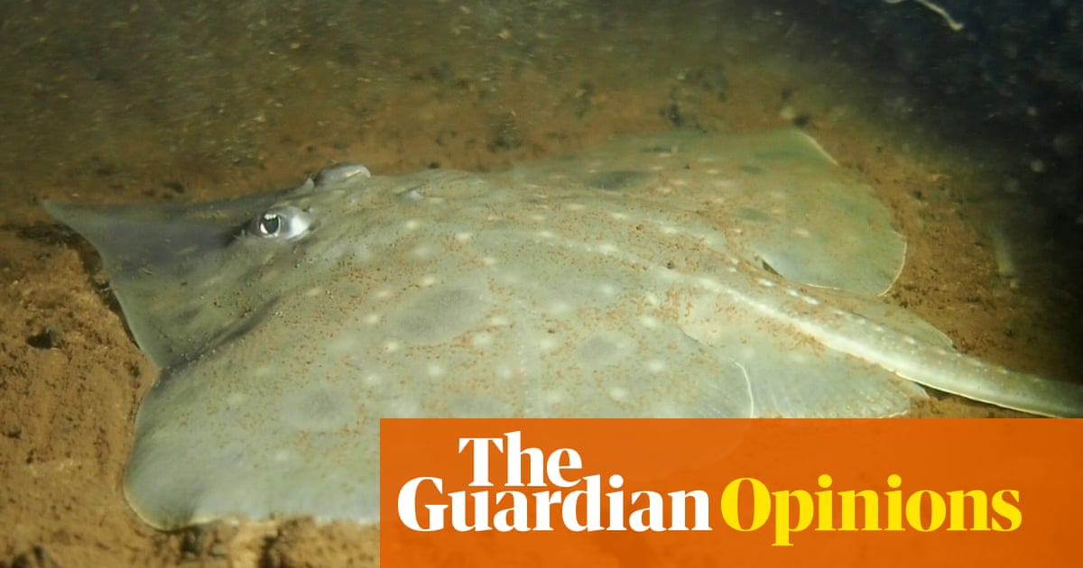 ballgameskeith's tweet card. Without the strongest conservation efforts, it can’t be long before the Maugean skate – and other marine living fossils in Australia – are wiped out