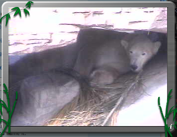 pandacam_app's tweet card. Ooh! And close up on polar cam! Nice!