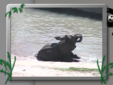 pandacam_app's tweet card. Upsy daisy!