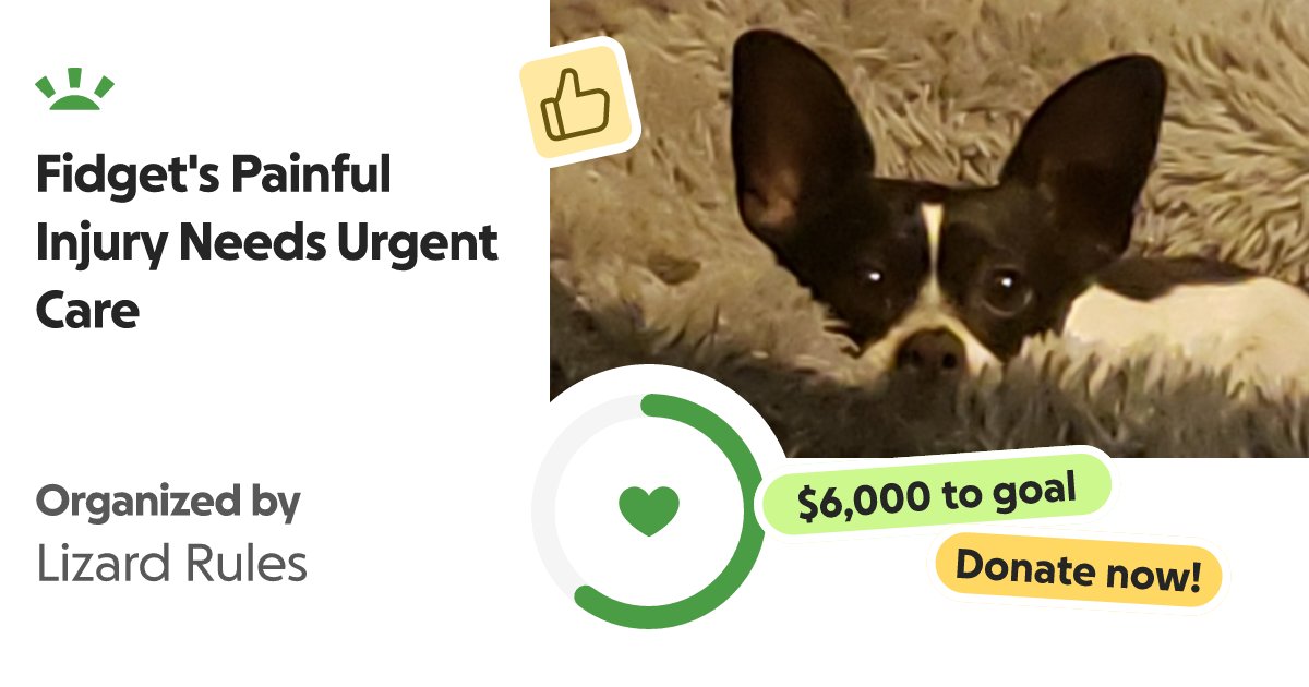 _Lizard____'s tweet card. I have a small Rat Terrier named Fidget. He's 6 years old. He was a rescue. I'v… Lizard Rules needs your support for Fidget's Painful Injury Needs Urgent Care