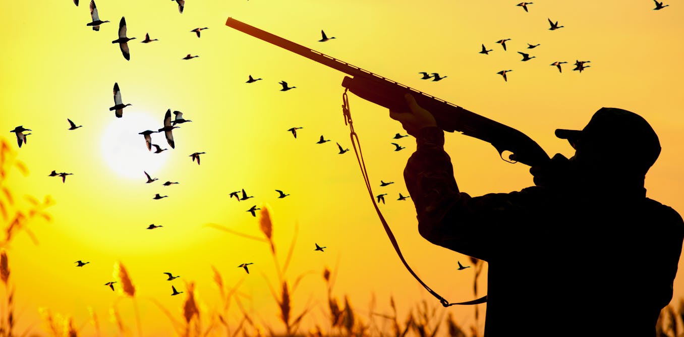 EuanRitchie1's tweet card. Victoria’s decision this week to reject a ban on duck hunting is a shot to the heart for proud Yuin man Jack Pascoe, son of Bruce Pascoe. The black duck Yumburra is a Yuin tribal totem.