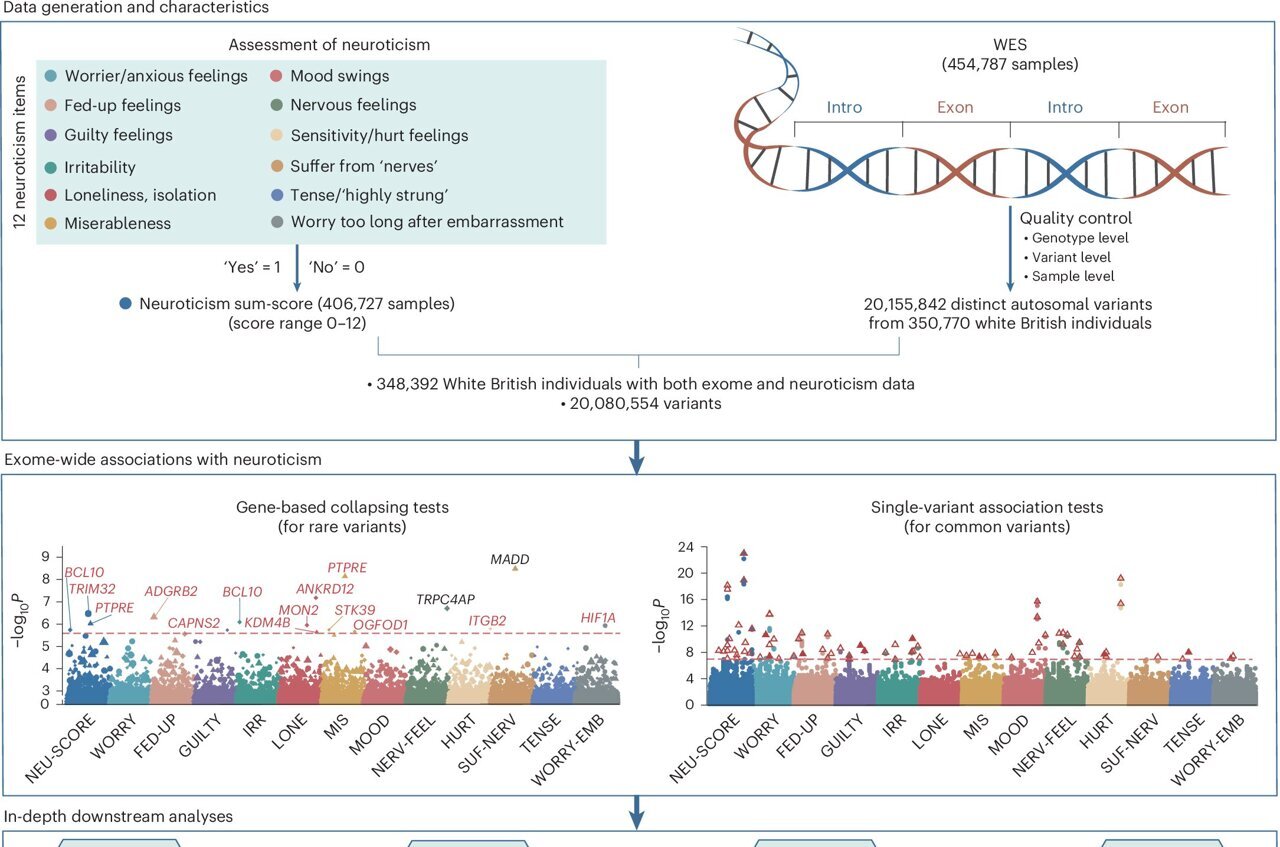 medical_xpress's tweet card. Neuroticism is a key personality trait described by well-established psychological theories, associated with a tendency towards emotional instability and negative emotions. Past studies found that...