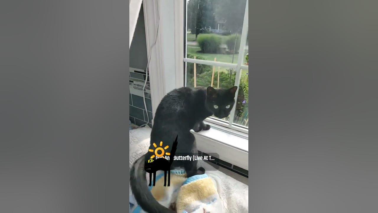 mthrnturr's tweet card. #carefinder #yardfarm #learnmoreknowmoreGrowmore #kiki #heart #cats...