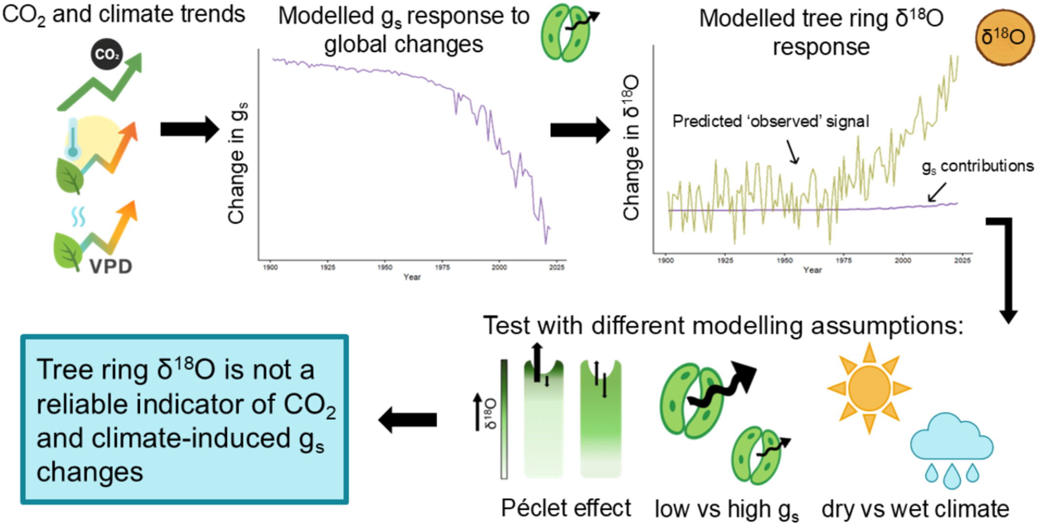 IsotopeEcology's tweet card. We model changes in tree stomatal conductance (gs) due to increases in CO2 and changes in climate since the beginning of the 20th century, and subsequent changes in tree ring oxygen isotopes. We...