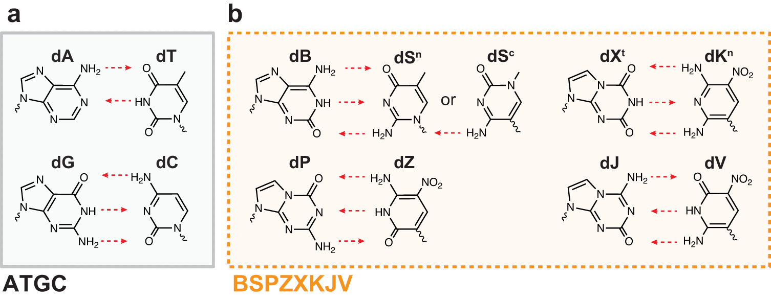 AnushChP's tweet card. Nature Communications - Unnatural base pairing xenonucleic acids (XNAs) can be used to expand life’s alphabet beyond ATGC. Here, authors show strategies for enzymatic synthesis and...