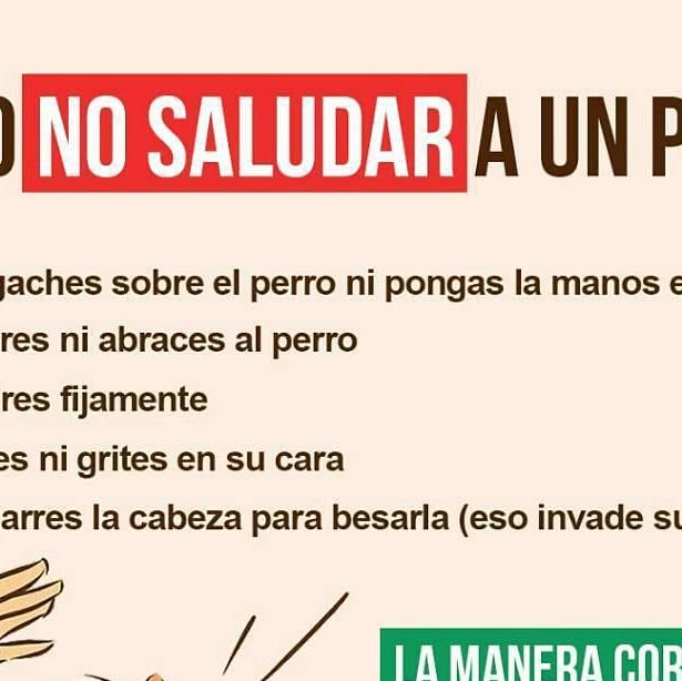 DogtorVet_ccs's tweet card. DogtorVet (@dogtorvet) • Instagram photo