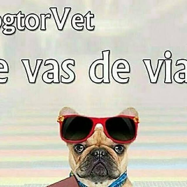 DogtorVet_ccs's tweet card. DogtorVet (@dogtorvet) • Instagram photo