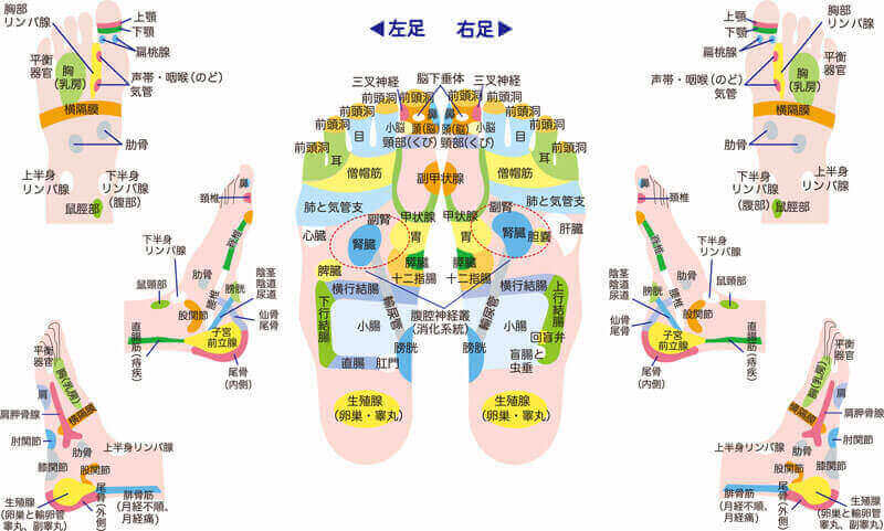 drfoot_official's tweet card. 長年受け継がれた知恵を集約こちらの反射区表は、「サロンで施術を受けているお客様の目線でわかりやすいものを」というスタッフの声から生まれました。イラストのように、ご自身の側からみた時の配置になっています。従来の足裏側からみた反射区は下のボタンから！classic chart反射区について【Reflexology（リフレクソロジー）】の語源は、【reflex（反射）】＋【 ology（学問）】といわ