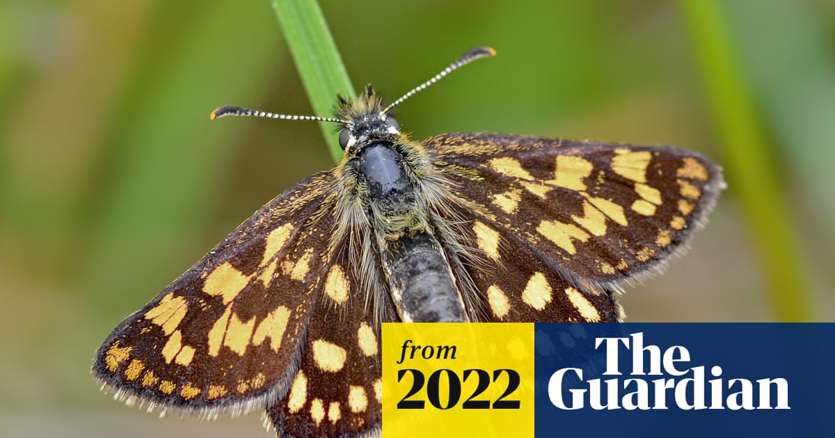 HealthIssues's tweet card. Species that disappeared from Northants woods in 1977 is thriving four years after its reintroduction