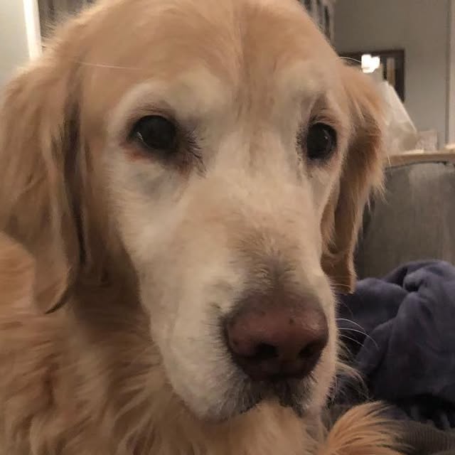 BreesBookBus's tweet card. Bree The Book Bus Dog (@breesbookbus) • Instagram photo