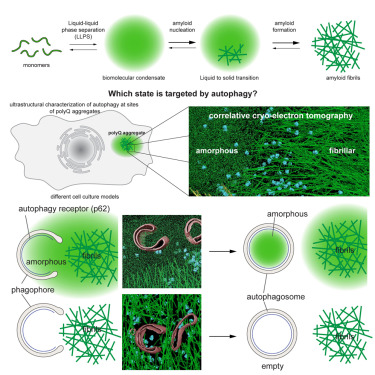 TerjeJohansen17's tweet card. Zhao et al. investigated the interactions between polyQ aggregates and the autophagy machinery in a native cellular environment using correlative cryo-electron tomography. While the fibrillar...