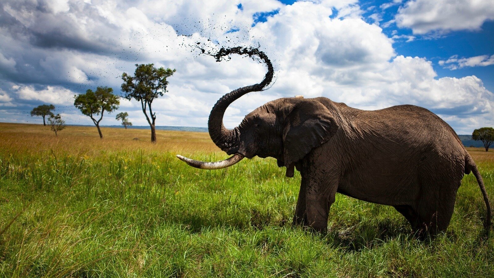 Kaikainaipaa's tweet card. Help the Maasai Stop Marriott and Ritz-Carlton’s Illegal Safari Lodge Threatening Wildlife