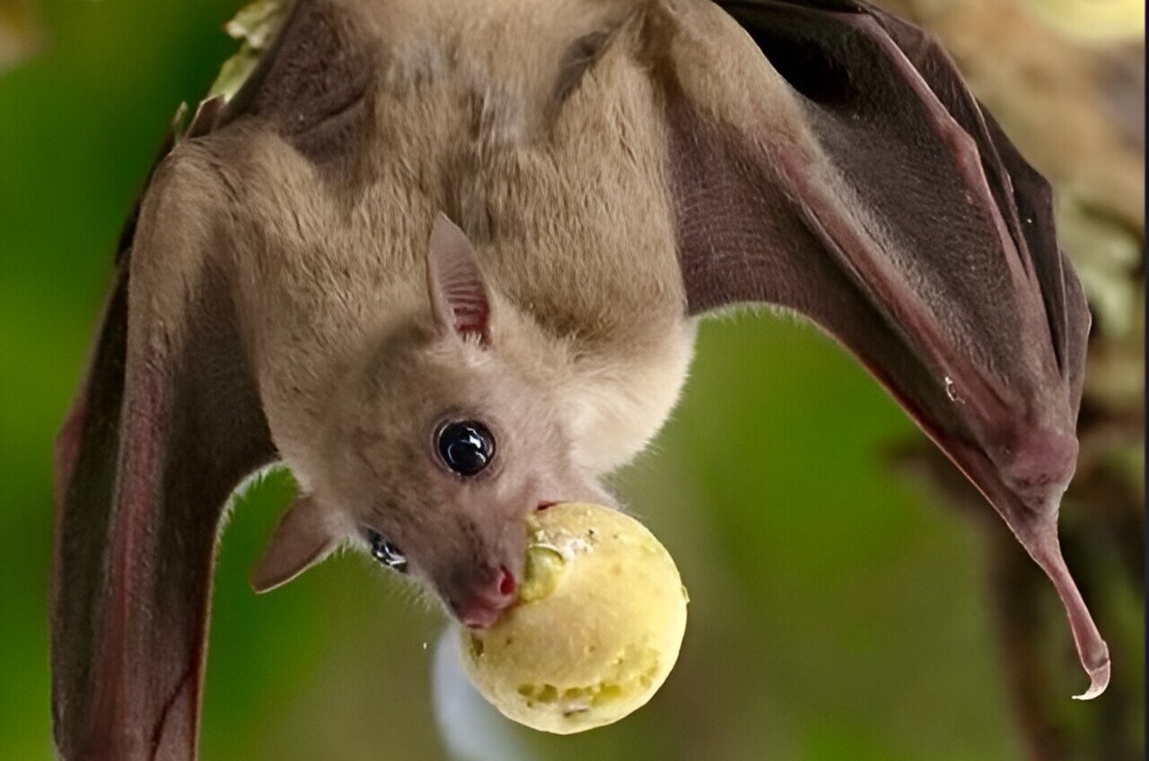 udaydream2's tweet card. Researchers at Tel Aviv University have tracked free-ranging Egyptian fruit bats from a colony based in the TAU's I. Meier Segals Garden for Zoological Research to answer a long-standing scientific...