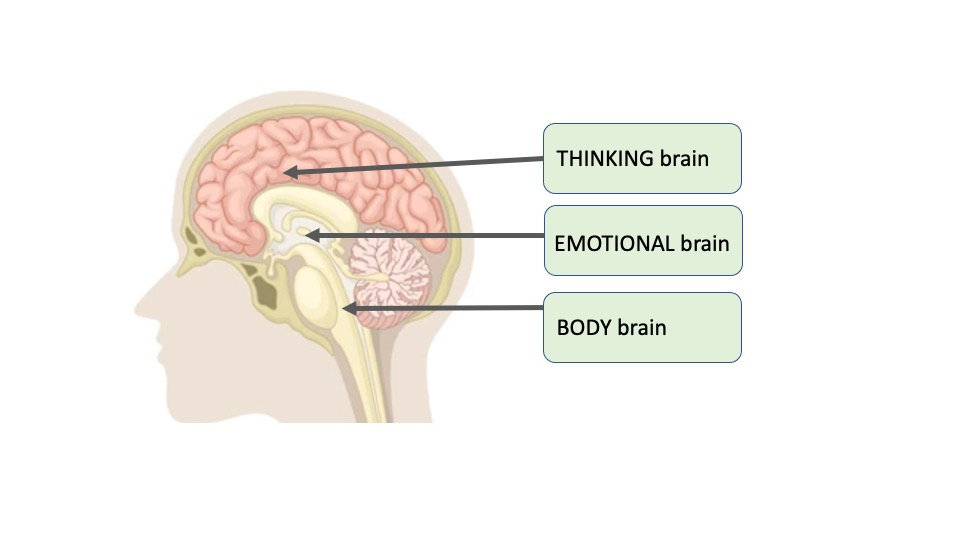 HilaryJHendel's tweet card. I no longer find it helpful to think of humans as having just one brain. Instead, I like to think of us as having three brains. Here's why!