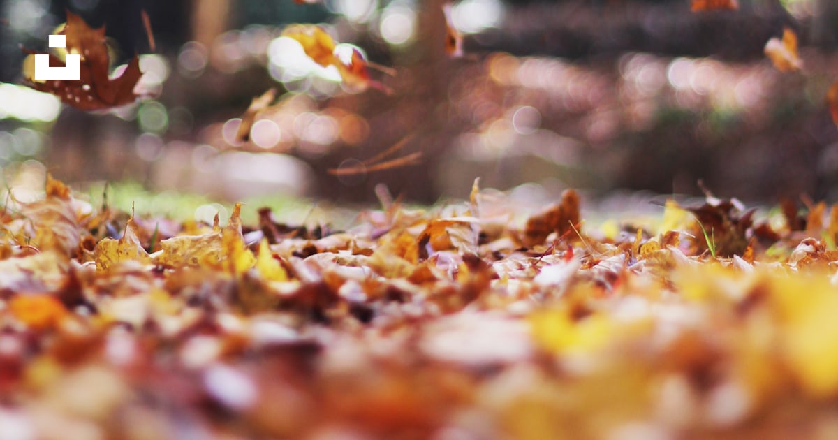 AMGraphix's tweet card. Swirling autumn leaves – Download this photo by Autumn Mott Rodeheaver on Unsplash