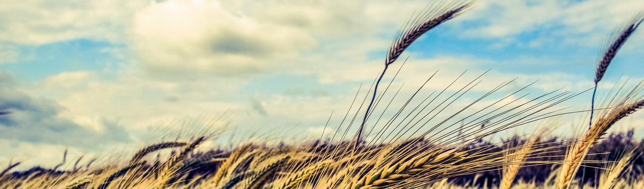 Prairie_Routes's tweet card. How the biggest farming practice you’ve never heard of is changing your food.