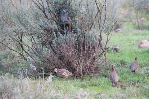 Image for twitter card