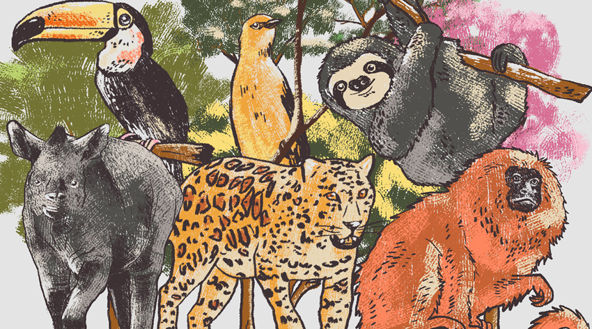 marucita_py's tweet card. Uno de los bosques más importantes para regular el clima en Paraguay puede desaparecer por el avance de la tala ilegal.